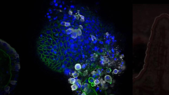 كشف أول صور تفصيلية تظهر شكل فيروس كورونا صورة رقم 1