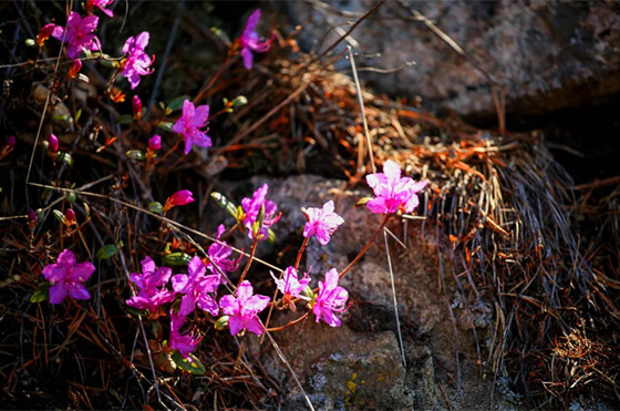 وسط جائحة كورونا.. بحيرة بايكال الروسية جميلة كعادتها! صور صورة رقم 5