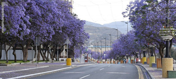 بالصور.. مدينة أبها بالسعودية تتحول إلى اللون البنفسجي وتتزين بحلة جديدة صورة رقم 3