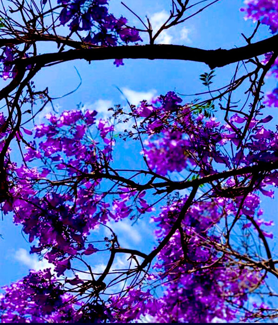 بالصور.. مدينة أبها بالسعودية تتحول إلى اللون البنفسجي وتتزين بحلة جديدة صورة رقم 4