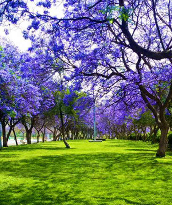 بالصور.. مدينة أبها بالسعودية تتحول إلى اللون البنفسجي وتتزين بحلة جديدة صورة رقم 5