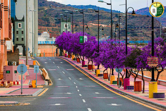 بالصور.. مدينة أبها بالسعودية تتحول إلى اللون البنفسجي وتتزين بحلة جديدة صورة رقم 1