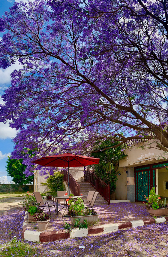 بالصور.. مدينة أبها بالسعودية تتحول إلى اللون البنفسجي وتتزين بحلة جديدة صورة رقم 2