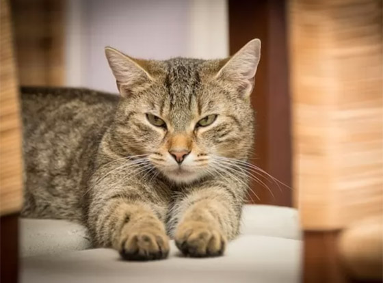 تعرفوا إلى 10 ألغاز لم يحلها أو يكتشفها العلم حتى الآن! صورة رقم 5