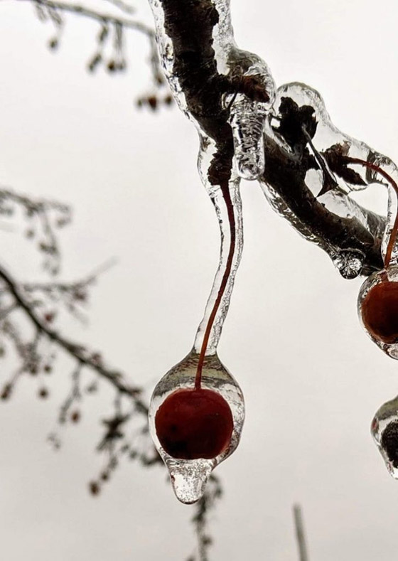 بهاق الحيوانات.. وأغرب الصور من الطبيعة صورة رقم 11