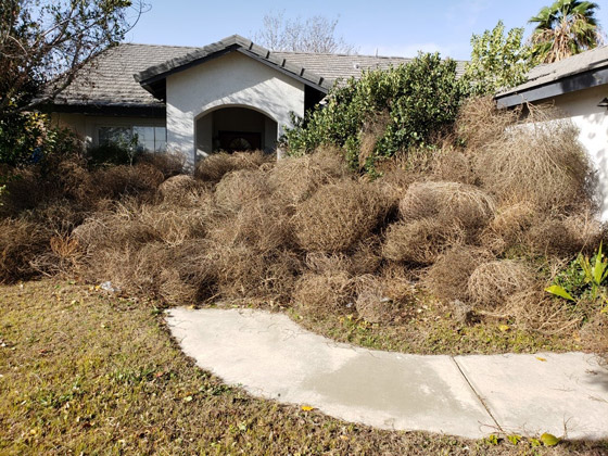 بهاق الحيوانات.. وأغرب الصور من الطبيعة صورة رقم 2