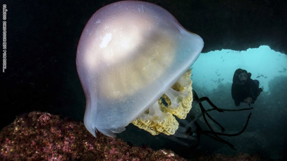 منها أعماق البحر الأحمر في مصر..تعرف على أفضل وجهات الغوص حول العالم صورة رقم 5