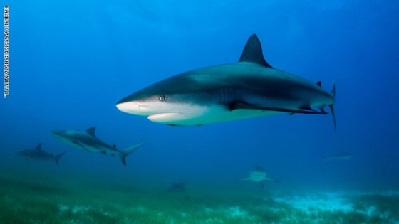 منها أعماق البحر الأحمر في مصر..تعرف على أفضل وجهات الغوص حول العالم صورة رقم 6