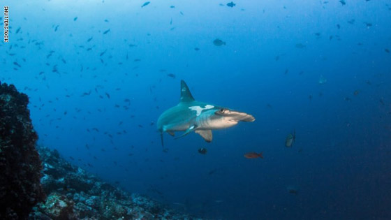 منها أعماق البحر الأحمر في مصر..تعرف على أفضل وجهات الغوص حول العالم صورة رقم 8