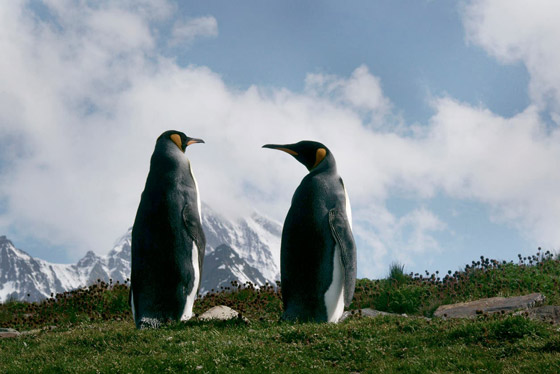  أصابت العلماء بالدوار.. طيور البطريق تطلق 
