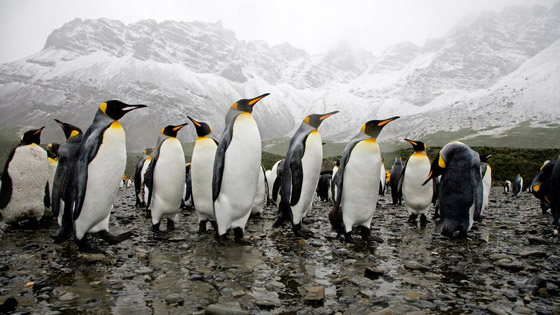  أصابت العلماء بالدوار.. طيور البطريق تطلق 