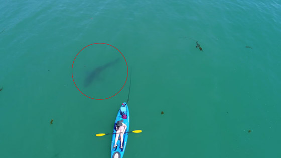 قرش أبيض يحوم حول لوحة راكب الأمواج في مشهد مثير...فيديو صورة رقم 2