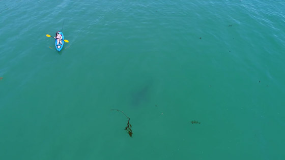 قرش أبيض يحوم حول لوحة راكب الأمواج في مشهد مثير...فيديو صورة رقم 1