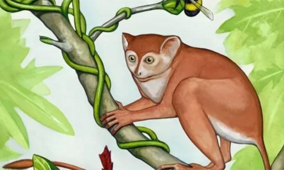 بالصور: تعرفوا إلى 12 من أصغر حيوانات ما قبل التاريخ المذهلة صورة رقم 12