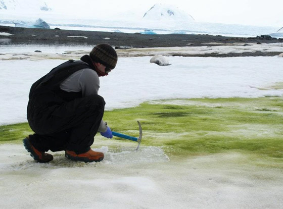 اللون الأخضر يكسو جليد القطب الجنوبي.. علماء: بداية نظام بيئي جديد صورة رقم 5