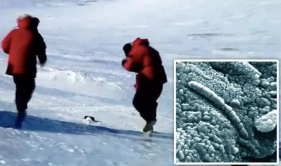 اكتشاف مخلوق غريب داخل صخرة قادمة من الفضاء! صور صورة رقم 1