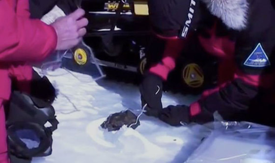 اكتشاف مخلوق غريب داخل صخرة قادمة من الفضاء! صور صورة رقم 3