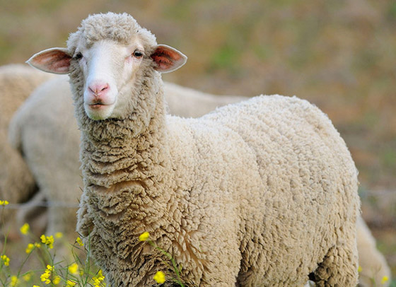 مع أي نوع من الحيوانات تتشابه شخصيتك؟ برجك يخبرك! صورة رقم 1