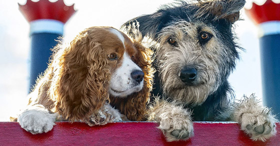 مع أي نوع من الحيوانات تتشابه شخصيتك؟ برجك يخبرك! صورة رقم 2