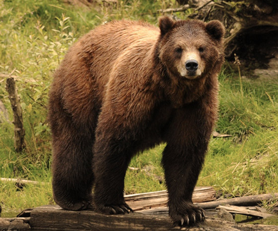 مع أي نوع من الحيوانات تتشابه شخصيتك؟ برجك يخبرك! صورة رقم 6