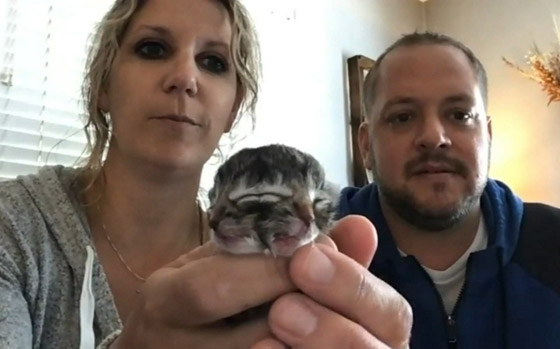 فيديو وصور: ولادة نادرة لقطة بوجهين في أمريكا! صورة رقم 1