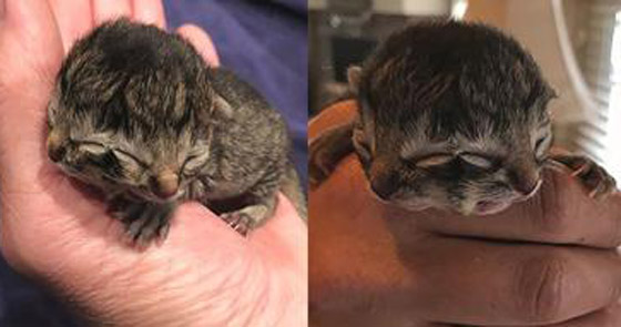 فيديو وصور: ولادة نادرة لقطة بوجهين في أمريكا! صورة رقم 7