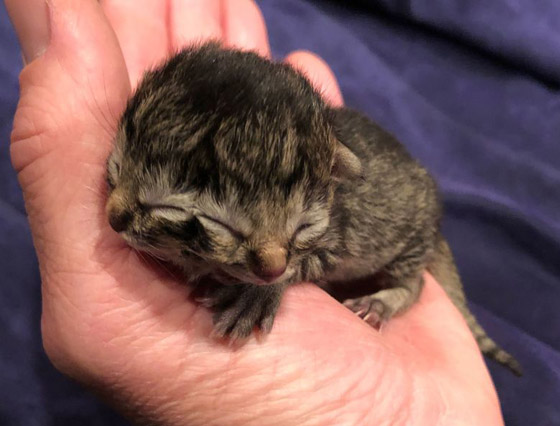 فيديو وصور: ولادة نادرة لقطة بوجهين في أمريكا! صورة رقم 2