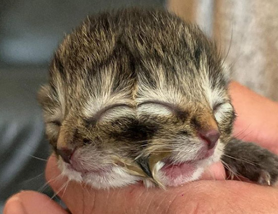 فيديو وصور: ولادة نادرة لقطة بوجهين في أمريكا! صورة رقم 5