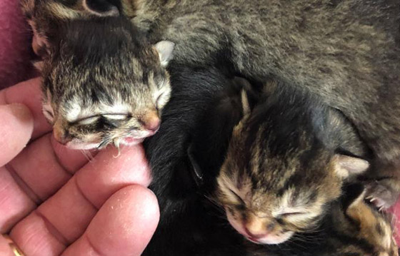 فيديو وصور: ولادة نادرة لقطة بوجهين في أمريكا! صورة رقم 9