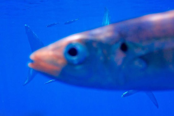 10 صور طريفة لحيوانات تم التقاطها بالصدفة قد لا تصدّق أنها حقيقية صورة رقم 1