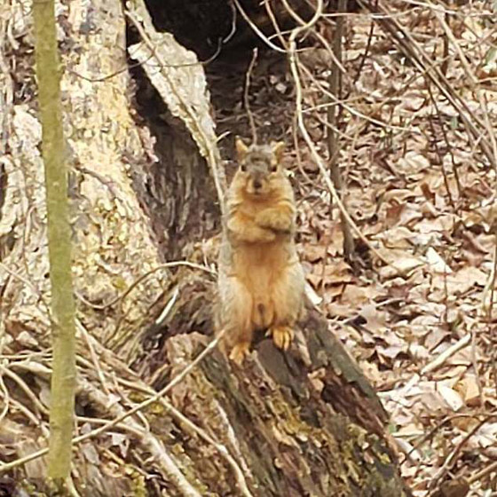 10 صور طريفة لحيوانات تم التقاطها بالصدفة قد لا تصدّق أنها حقيقية صورة رقم 4