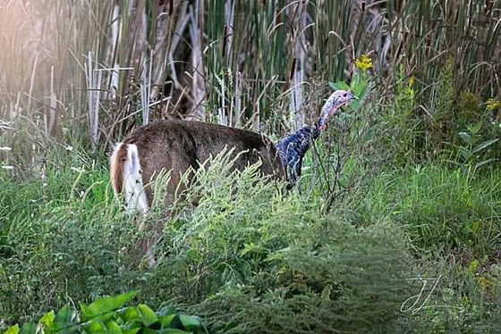 10 صور طريفة لحيوانات تم التقاطها بالصدفة قد لا تصدّق أنها حقيقية صورة رقم 5