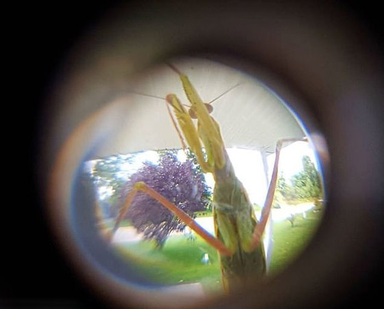 10 صور طريفة لحيوانات تم التقاطها بالصدفة قد لا تصدّق أنها حقيقية صورة رقم 6