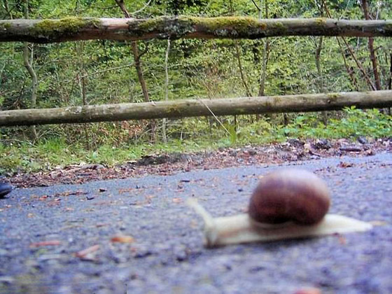 10 صور طريفة لحيوانات تم التقاطها بالصدفة قد لا تصدّق أنها حقيقية صورة رقم 7