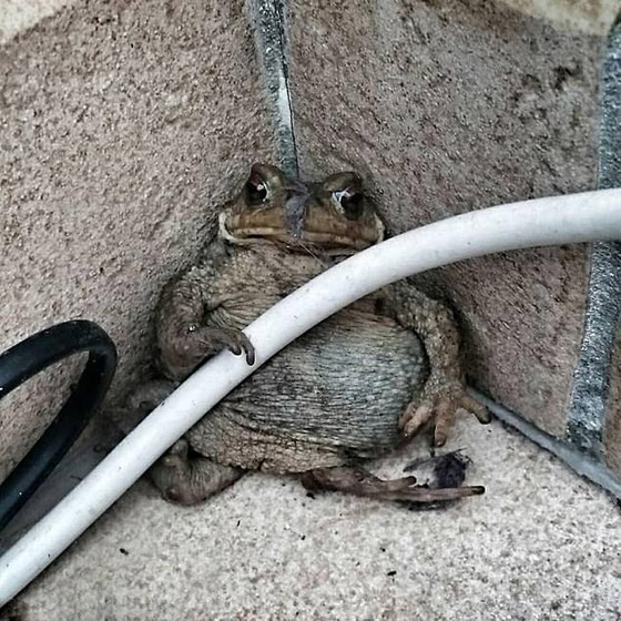 10 صور طريفة لحيوانات تم التقاطها بالصدفة قد لا تصدّق أنها حقيقية صورة رقم 8