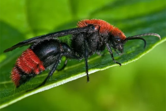 بالصور: تعرفوا إلى 10 من أخطر الحشرات المميتة في العالم صورة رقم 1