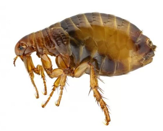 بالصور: تعرفوا إلى 10 من أخطر الحشرات المميتة في العالم صورة رقم 3