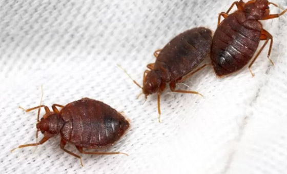 بالصور: تعرفوا إلى 10 من أخطر الحشرات المميتة في العالم صورة رقم 5