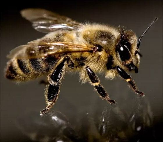 بالصور: تعرفوا إلى 10 من أخطر الحشرات المميتة في العالم صورة رقم 8