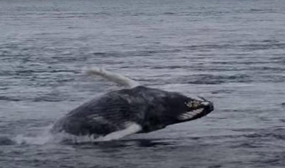 في حدث نادر وواقعة غير مألوفة.. رصد حوت أحدب تائه في مونتريال صورة رقم 2