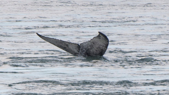 في حدث نادر وواقعة غير مألوفة.. رصد حوت أحدب تائه في مونتريال صورة رقم 3