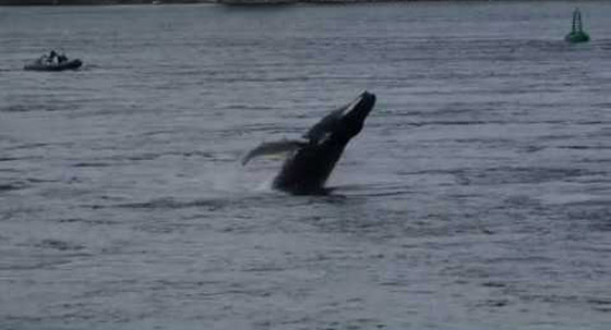 في حدث نادر وواقعة غير مألوفة.. رصد حوت أحدب تائه في مونتريال صورة رقم 5