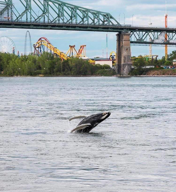 في حدث نادر وواقعة غير مألوفة.. رصد حوت أحدب تائه في مونتريال صورة رقم 6