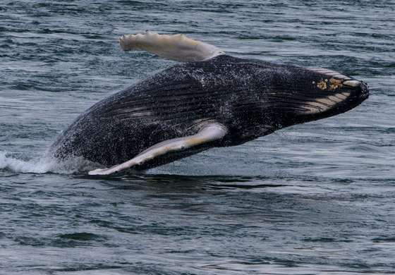 في حدث نادر وواقعة غير مألوفة.. رصد حوت أحدب تائه في مونتريال صورة رقم 7