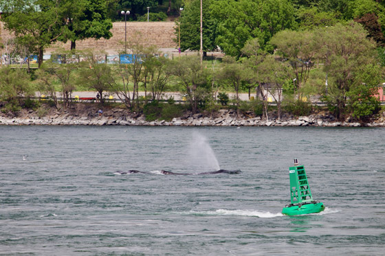 في حدث نادر وواقعة غير مألوفة.. رصد حوت أحدب تائه في مونتريال صورة رقم 8