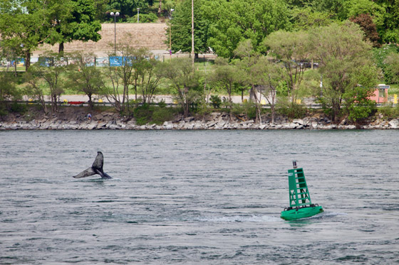 في حدث نادر وواقعة غير مألوفة.. رصد حوت أحدب تائه في مونتريال صورة رقم 9