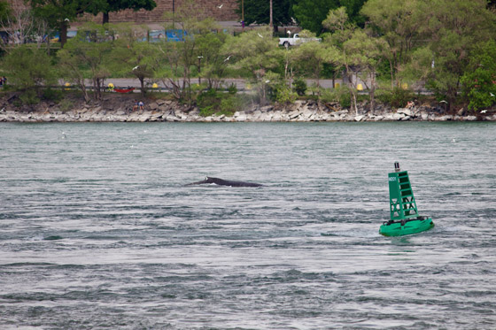 في حدث نادر وواقعة غير مألوفة.. رصد حوت أحدب تائه في مونتريال صورة رقم 10