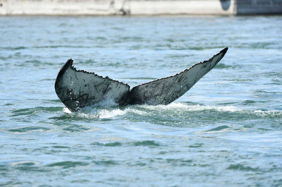 في حدث نادر وواقعة غير مألوفة.. رصد حوت أحدب تائه في مونتريال صورة رقم 12