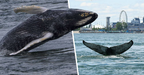 في حدث نادر وواقعة غير مألوفة.. رصد حوت أحدب تائه في مونتريال صورة رقم 1