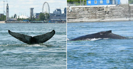 في حدث نادر وواقعة غير مألوفة.. رصد حوت أحدب تائه في مونتريال صورة رقم 13